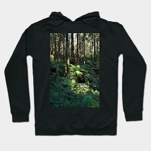 Sunlit Tree Fern Hoodie